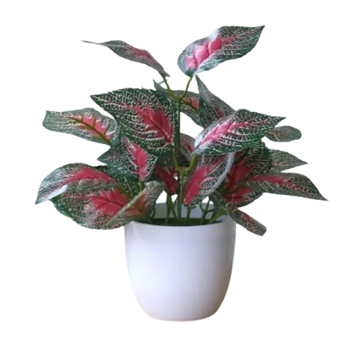 pothos albo Pothos Epipremnum pinnatum albo variegata