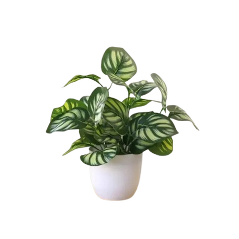 Calathea Makoyana Artificial Plant