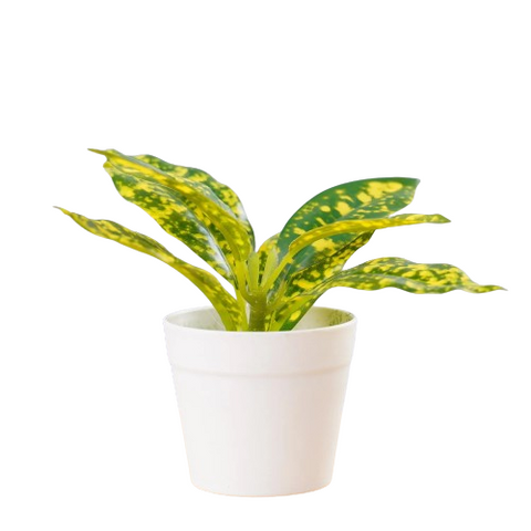 Croton Artificial Plant