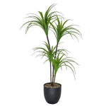 Dracaena Reflexa Artificial Plant