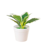 Dumb Cane Artificial Plant