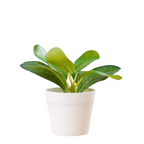 Rubber Tree Artificial Plant | Zelda Shop