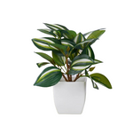 Tradescantia Fluminensis Artificial Plant